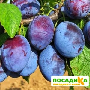 Слива Чачакская ранняя купить по цене от 229.00р. в интернет-магазине «Посадика» с доставкой почтой в в Нарткалае и по всей России – [изображение №1].