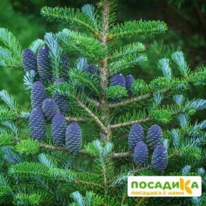 Пихта корейская (Abies koreana) купить по цене от 450.00р. в интернет-магазине «Посадика» с доставкой почтой в в Нарткалае и по всей России – [изображение №1].