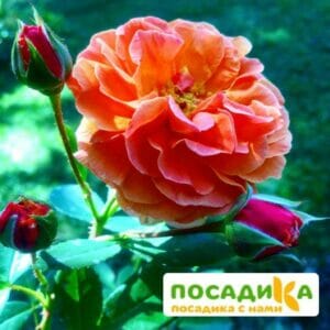 Роза Арабия купить по цене от 350.00р. в интернет-магазине «Посадика» с доставкой почтой в в Нарткалае и по всей России – [изображение №1].