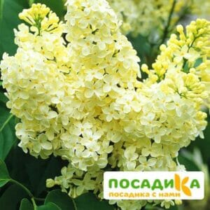 Сирень Примроуз (Primrose) купить по цене от 529.00р. в интернет-магазине «Посадика» с доставкой почтой в в Нарткалае и по всей России – [изображение №1].