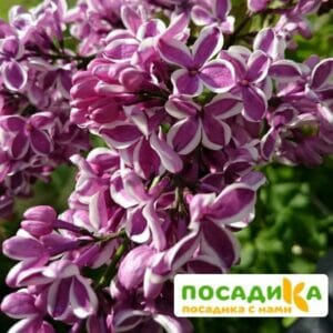 Сирень Сенсация купить по цене от 529.00р. в интернет-магазине «Посадика» с доставкой почтой в в Нарткалае и по всей России – [изображение №1].