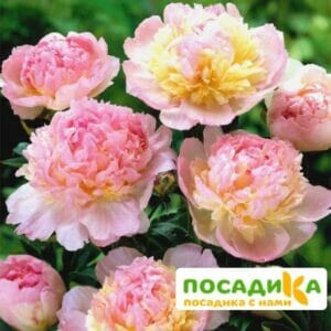 Пион Распберри Сандей (Paeonia Raspberry Sundae) купить по цене от 959р. в интернет-магазине «Посадика» с доставкой почтой в в Нарткалае и по всей России – [изображение №1].