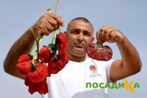 Клубника Гигант Джорнея купить по цене от 266р. в интернет-магазине «Посадика» с доставкой почтой в в Нарткалае и по всей России – [изображение №1].