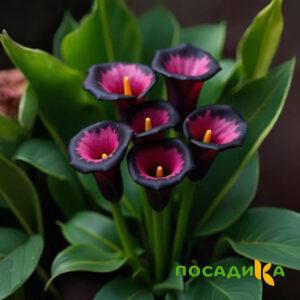 Калла Аура Лейс купить по цене от 400р. в интернет-магазине «Посадика» с доставкой почтой в в Нарткалае и по всей России – [изображение №1].