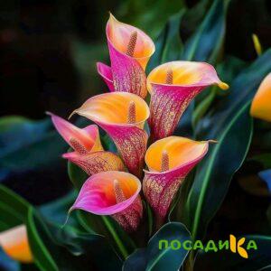 Калла Оникс купить по цене от 450р. в интернет-магазине «Посадика» с доставкой почтой в в Нарткалае и по всей России – [изображение №1].