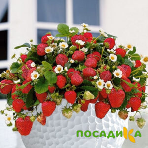 Клубника Рубиновый Шепот (горшечная) купить по цене от 240р. в интернет-магазине «Посадика» с доставкой почтой в в Нарткалае и по всей России – [изображение №1].