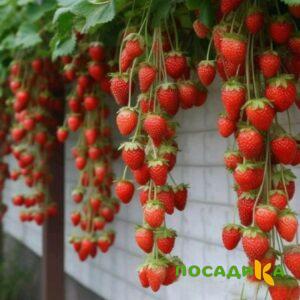 Клубника вьющаяся Комплимент купить по цене от 470р. в интернет-магазине «Посадика» с доставкой почтой в в Нарткалае и по всей России – [изображение №1].