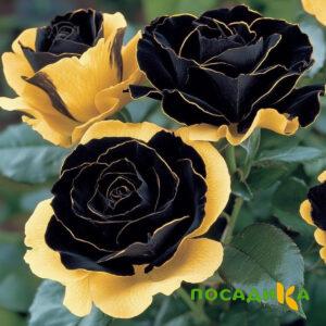 Роза Ханни Сикл купить по цене от 700р. в интернет-магазине «Посадика» с доставкой почтой в в Нарткалае и по всей России – [изображение №1].