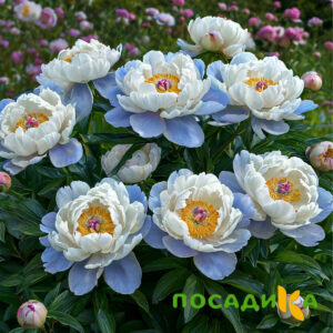 Пион акварельный Этюд купить по цене от 806р. в интернет-магазине «Посадика» с доставкой почтой в в Нарткалае и по всей России – [изображение №1].