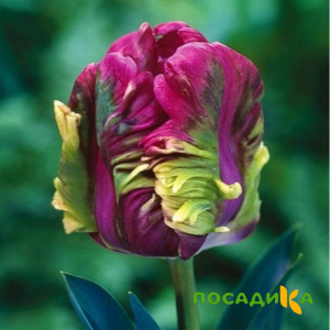 Тюльпан Экзотик Хэвен купить по цене от 186р. в интернет-магазине «Посадика» с доставкой почтой в в Нарткалае и по всей России – [изображение №1].