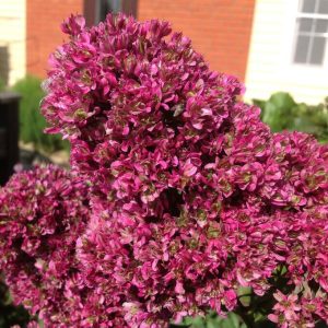 Флокс Филингс купить по цене от 329р. в интернет-магазине «Посадика» с доставкой почтой в в Нарткалае и по всей России – [изображение №1].