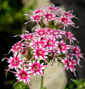 Флокс Метельчатый Путь купить по цене от 456р. в интернет-магазине «Посадика» с доставкой почтой в в Нарткалае и по всей России – [изображение №1].