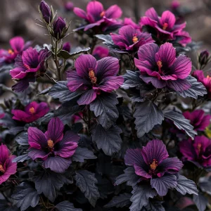 Гибискус Корал Чарм купить по цене от 271р. в интернет-магазине «Посадика» с доставкой почтой в в Нарткалае и по всей России – [изображение №1].