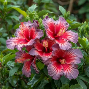 Гибискус Кримсон Флейм купить по цене от 479р. в интернет-магазине «Посадика» с доставкой почтой в в Нарткалае и по всей России – [изображение №1].