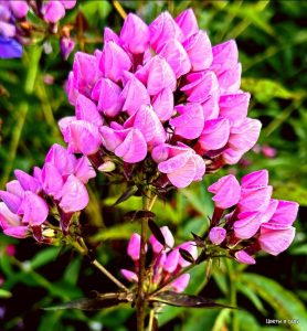 Флокс Бутоник купить по цене от 461р. в интернет-магазине «Посадика» с доставкой почтой в в Нарткалае и по всей России – [изображение №1].