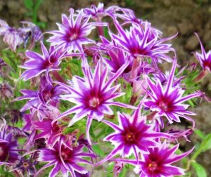 Флокс Звездное Кружево купить по цене от 361р. в интернет-магазине «Посадика» с доставкой почтой в в Нарткалае и по всей России – [изображение №1].