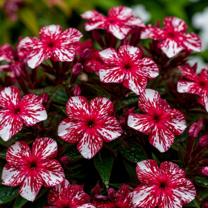 Флокс Ливер Гриммер купить по цене от 590р. в интернет-магазине «Посадика» с доставкой почтой в в Нарткалае и по всей России – [изображение №1].