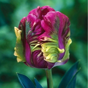 Тюльпан Экзотик Хэвен купить по цене от 186р. в интернет-магазине «Посадика» с доставкой почтой в в Нарткалае и по всей России – [изображение №1].